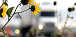 flowers along the highway