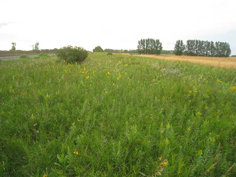 This picture was taken in an un-burned portion adjacent to the previous picture. Notice how the rusty color of the warm-season grasses is sparse or absent. It still has a lot of forbs, but without periodic fire the warm-season grasses start to fade and the plant community as a whole gradually degrades.